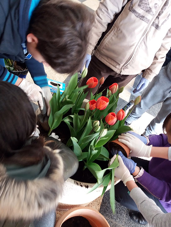 AN tulipas4
